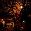 Tree-Nets w domu Brenta